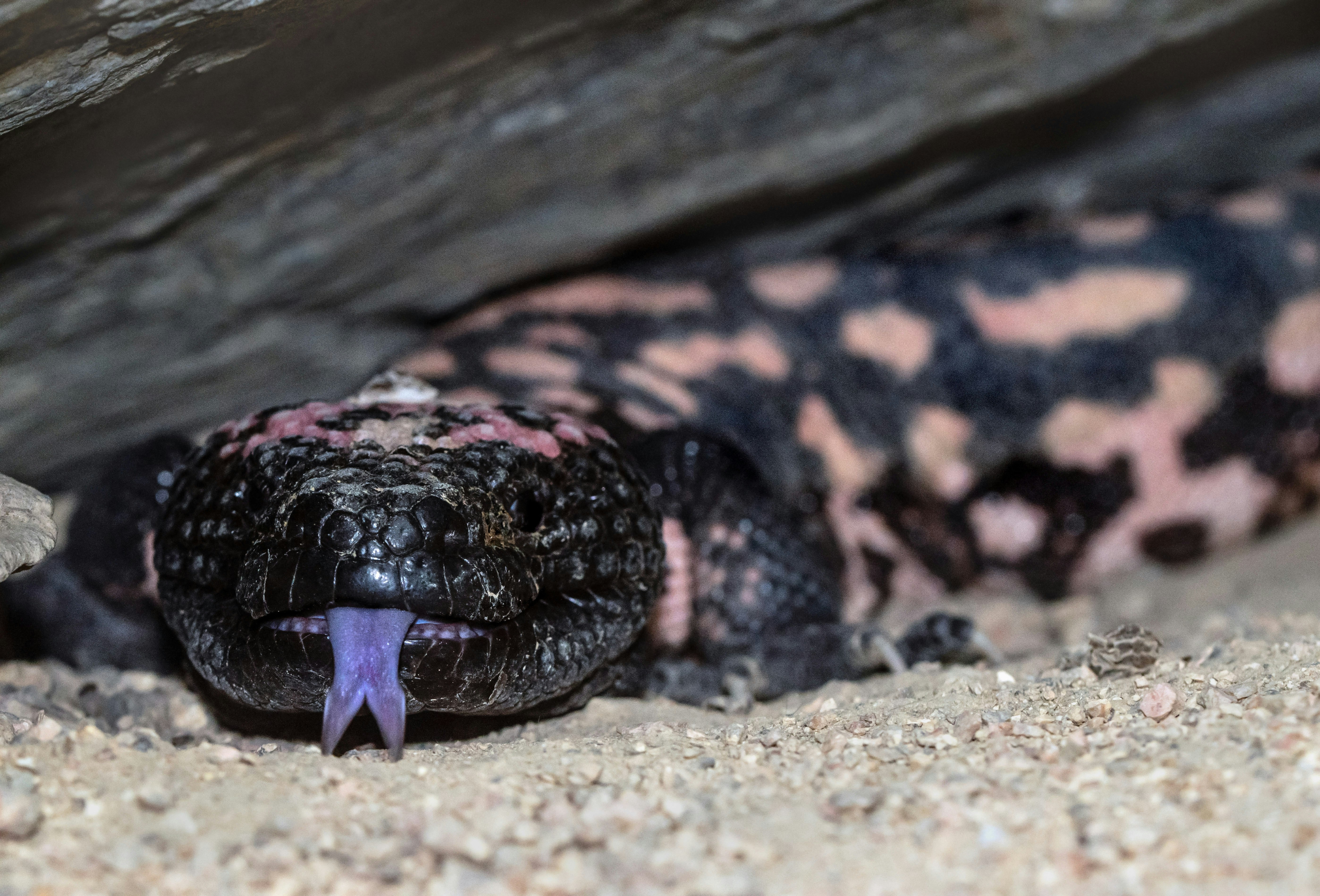 black and brown snake on brown tree trunk